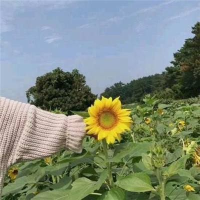 昆仑墟vivo版下载
